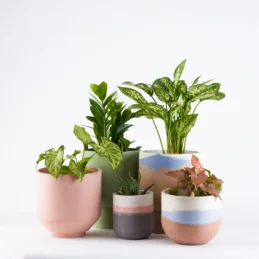 Plants