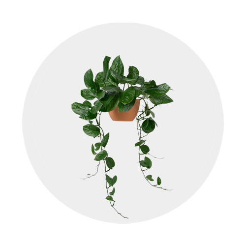 Plants