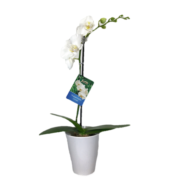 3" Phalaenopsis in Ceramic pot - Shipping