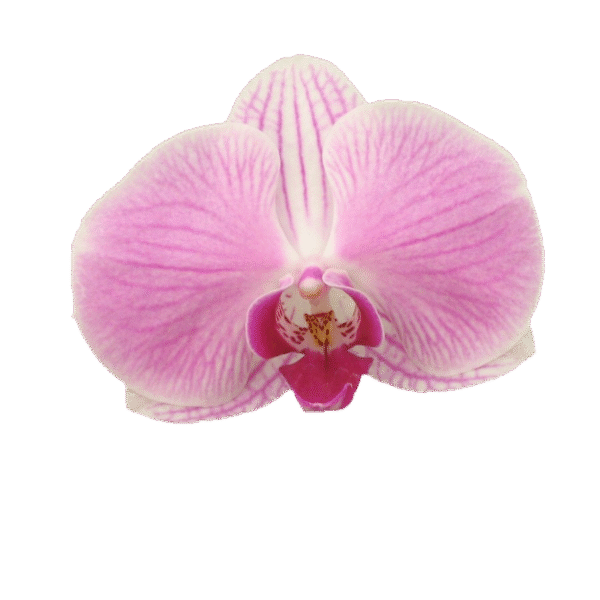 5" Phalaenopsis in Ceramic Pot - Shipping