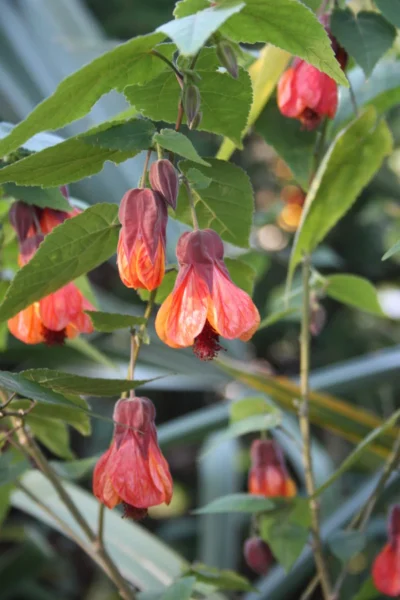 Orange Hot Lava Flowering Maple