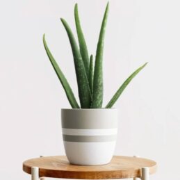 Aloe – Aloe vera