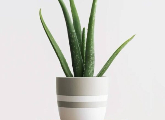 Aloe – Aloe vera