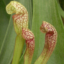 Saracenia