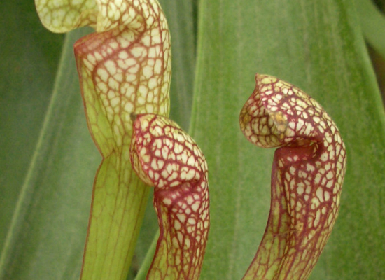 Saracenia