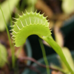 Venus Fly Traps