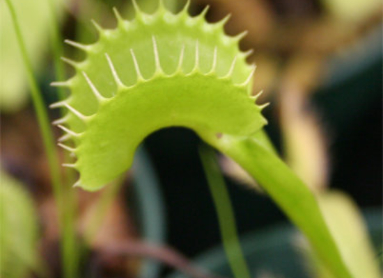 Venus Fly Traps