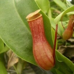 Nepenthes - Shipping