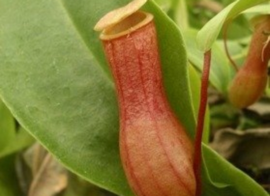 Nepenthes – Shipping