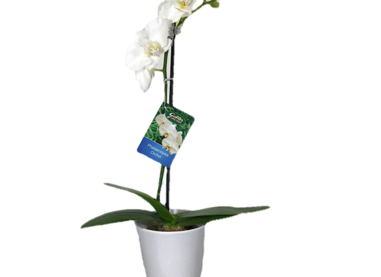 3″ Phalaenopsis in Ceramic pot – Shipping