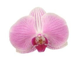 5" Phalaenopsis in Ceramic Pot - Shipping