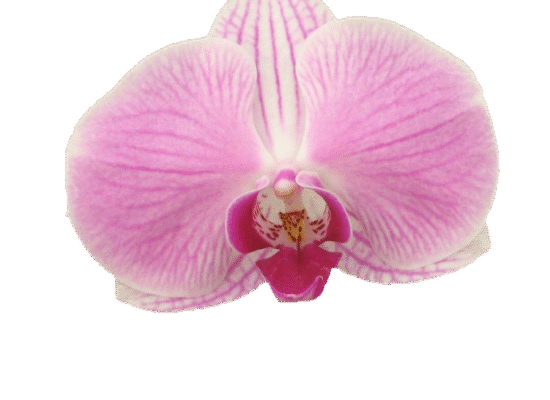 5″ Phalaenopsis in Ceramic Pot – Shipping