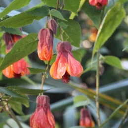 Orange Hot Lava Flowering Maple