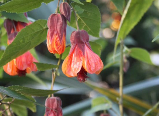 Orange Hot Lava Flowering Maple