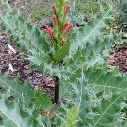 Ethiopian Bear's Breech