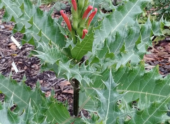 Ethiopian Bear’s Breech