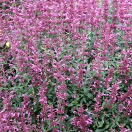 Rosie Posie Anise Hyssop
