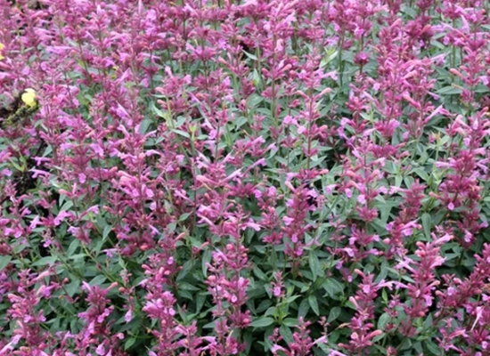 Rosie Posie Anise Hyssop