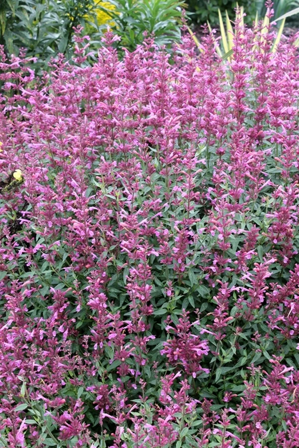 Rosie Posie Anise Hyssop