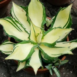 Bareback Rider Century Plant