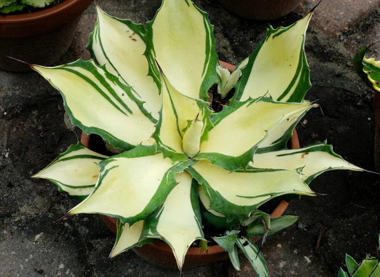 Bareback Rider Century Plant