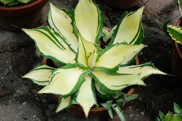 Bareback Rider Century Plant