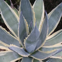 Marshmallow Cream Century Plant