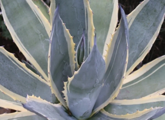 Marshmallow Cream Century Plant