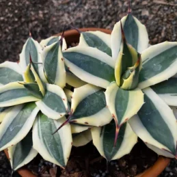 Butter Cream Dwarf Century Plant