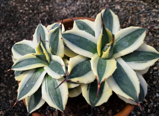 Butter Cream Dwarf Century Plant