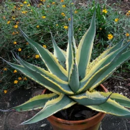 Grand Duke Scabrous Century Plant