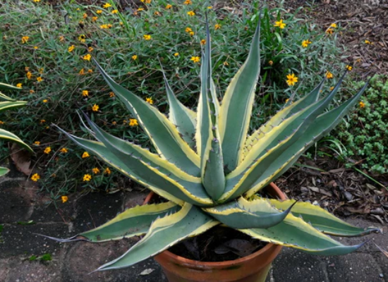 Grand Duke Scabrous Century Plant