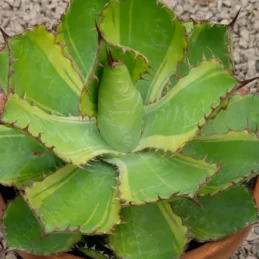 Yellow-edged Cow Horn Century Plant