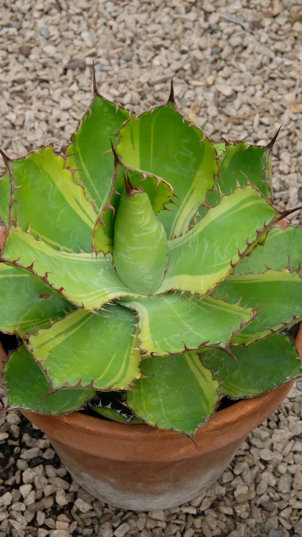 Yellow-edged Cow Horn Century Plant