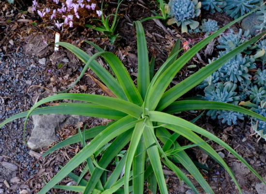 Daddy Longlegs Century Plant