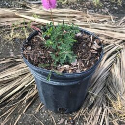 Powderpuff, Sunshine mimosa, Herbceous mimosa – Mimosa strigillosa