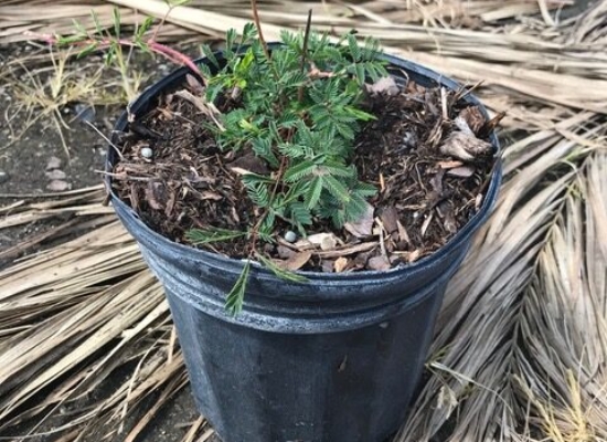 Powderpuff, Sunshine mimosa, Herbceous mimosa – Mimosa strigillosa