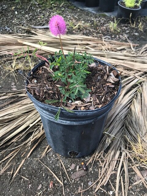 Powderpuff, Sunshine mimosa, Herbceous mimosa – Mimosa strigillosa