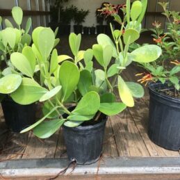 Small Leaf Clusia – Clusia guttifera