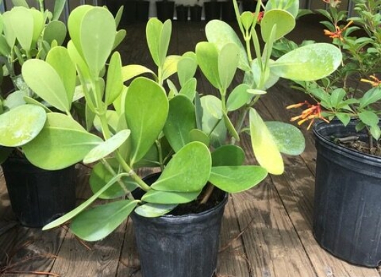 Small Leaf Clusia – Clusia guttifera