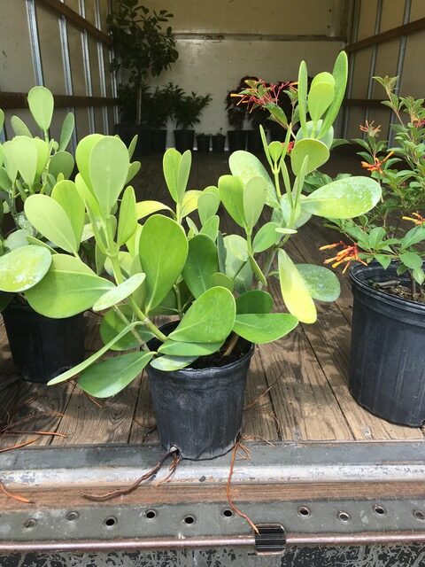 Small Leaf Clusia – Clusia guttifera