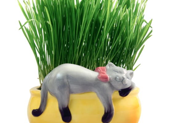Snoozing Kitty Chia® Cat Grass Planter