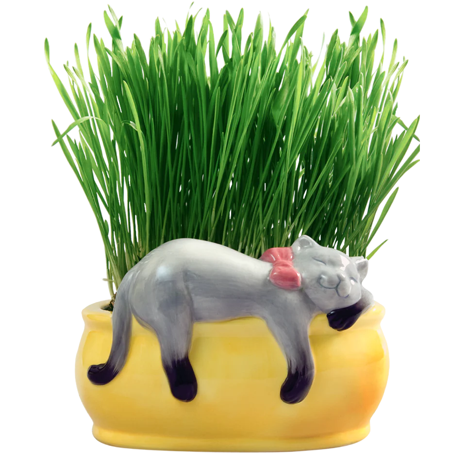 Snoozing Kitty Chia® Cat Grass Planter