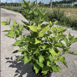 American Beautyberry – Callicarpa americana