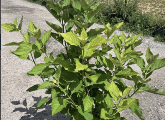 American Beautyberry – Callicarpa americana