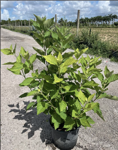American Beautyberry – Callicarpa americana