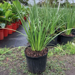 African Iris – Dietes bicolor