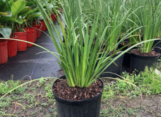 African Iris – Dietes bicolor