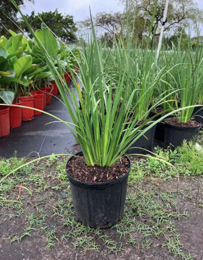 African Iris – Dietes bicolor