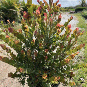 ‘Red Tip’ Cocoplum – Chrysobalanus icaco ‘Red Tip’
